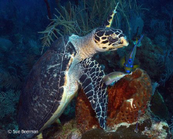 Turtle and friends by Susan Beerman 